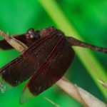 畅享九乐棋牌官网,体验无限乐趣与刺激游戏 0l7fk8bz