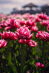 如何安全下载万豪国际平台的官方网站及应用程序 如何安全下载万豪国际平台的官方网站及应用程序