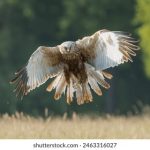 畅享PPNBACCTV5在线直播,感受实时精彩内容 mfjzetvwm