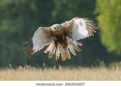 畅享PPNBACCTV5在线直播,感受实时精彩内容 畅享PPNBACCTV5在线直播,感受实时精彩内容