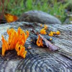 如何在沙巴足球官网上获取最佳投注体验与技巧 z658bf